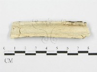 筍殼菌屬藏品圖，第3張