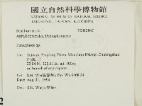 筍殼菌屬藏品圖，第2張