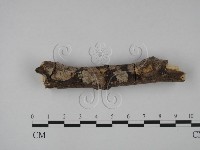 筍殼菌屬藏品圖，第1張