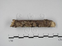 筍殼菌屬藏品圖，第3張