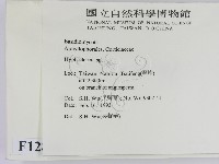 絲皮菌屬藏品圖，第2張
