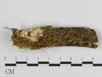 絲皮菌屬藏品圖，第1張