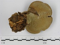 登錄號:F0012849藏品圖，第1張