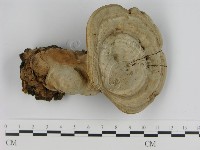 登錄號:F0012849藏品圖，第4張