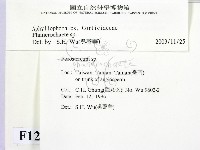 顯絲菌屬藏品圖，第2張