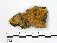 顯絲菌屬藏品圖，第1張