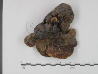 登錄號:F0012854藏品圖，第1張
