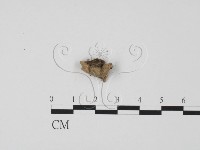 登錄號:F0012859藏品圖，第1張