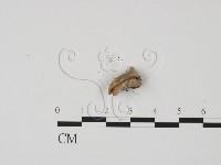 登錄號:F0012859藏品圖，第3張