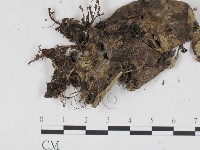 登錄號:F0012860藏品圖，第1張