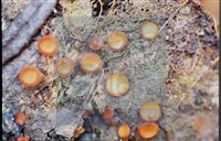 登錄號:F0012860藏品圖，第3張