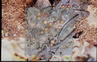 登錄號:F0012860藏品圖，第4張