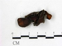 登錄號:F0012864藏品圖，第1張