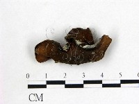登錄號:F0012864藏品圖，第3張