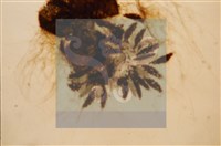 Accession Number:F0012865 Collection Image, Figure 3, Total 5 Figures