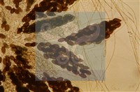 Accession Number:F0012865 Collection Image, Figure 4, Total 5 Figures