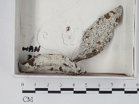 登錄號:F0012868藏品圖，第1張