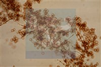 登錄號:F0012868藏品圖，第3張