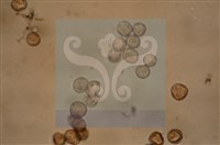 登錄號:F0012868藏品圖，第4張