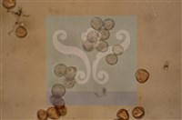 登錄號:F0012868藏品圖，第5張