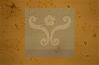 Accession Number:F0012871 Collection Image, Figure 4, Total 5 Figures