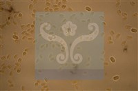 Accession Number:F0012871 Collection Image, Figure 5, Total 5 Figures