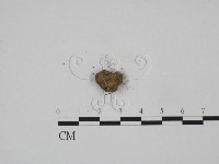 登錄號:F0012872藏品圖，第1張