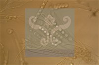 Accession Number:F0012872 Collection Image, Figure 3, Total 11 Figures