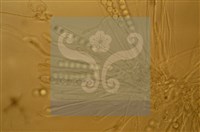 Accession Number:F0012872 Collection Image, Figure 4, Total 11 Figures