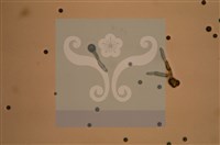 Accession Number:F0012872 Collection Image, Figure 8, Total 11 Figures