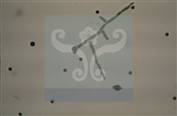 Accession Number:F0012872 Collection Image, Figure 9, Total 11 Figures