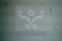 Accession Number:F0012872 Collection Image, Figure 10, Total 11 Figures