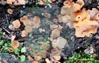 登錄號:F0012872藏品圖，第12張