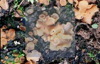 登錄號:F0012872藏品圖，第13張