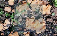 登錄號:F0012872藏品圖，第14張