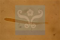 登錄號:F0012873藏品圖，第4張