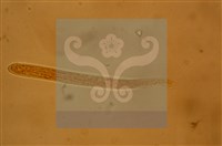 登錄號:F0012873藏品圖，第7張