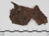 登錄號:F0012874藏品圖，第3張