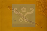 登錄號:F0012874藏品圖，第5張