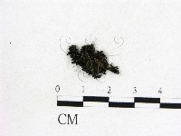 登錄號:F0012877藏品圖，第1張