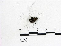 登錄號:F0012878藏品圖，第1張