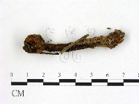 登錄號:F0012882藏品圖，第1張