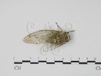 登錄號:F0012884藏品圖，第1張