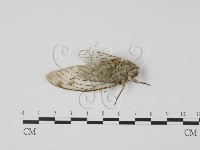 登錄號:F0012884藏品圖，第3張
