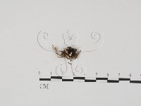 登錄號:F0012889藏品圖，第1張
