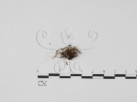登錄號:F0012889藏品圖，第3張