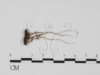 登錄號:F0012890藏品圖，第1張