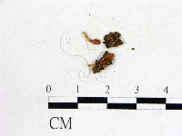登錄號:F0012891藏品圖，第1張