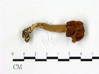 登錄號:F0012892藏品圖，第1張