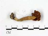 登錄號:F0012892藏品圖，第3張